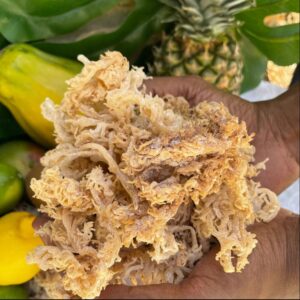 Wild Crafted Sea Moss