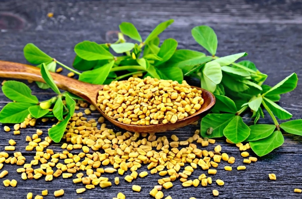 Fenugreek - Image 2
